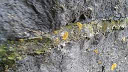 acastle 105560.jpg